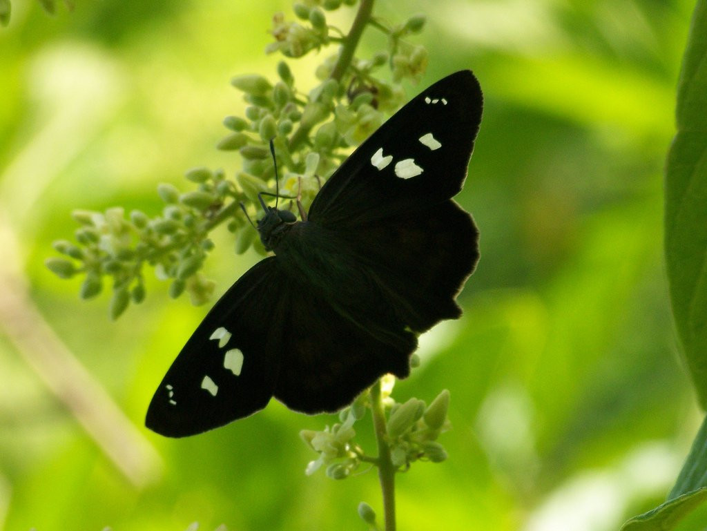 Санта Роза Национальный Парк, Гуанакасте провинция, Коста-Рика, фото № 39316 – фотографии Коста-Рики