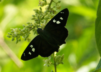 Санта Роза Национальный Парк, Гуанакасте провинция, Коста-Рика, фото № 39316 – фотографии Коста-Рики