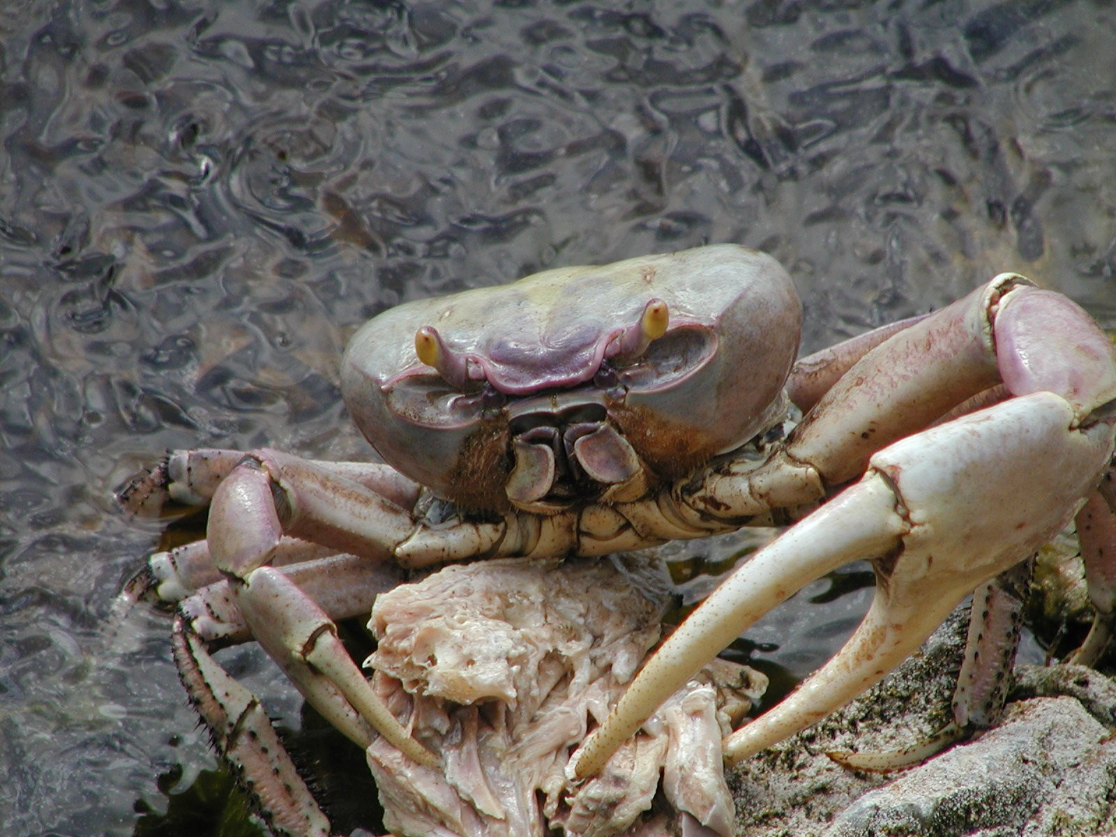 Ракообразные в Хувентуде, Куба – фотографии Кубы