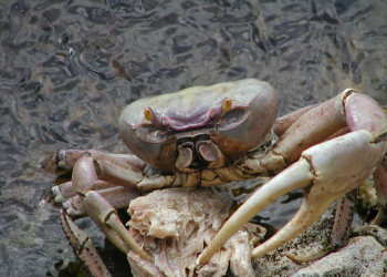 Ракообразные в Хувентуде, Куба – фотографии Кубы