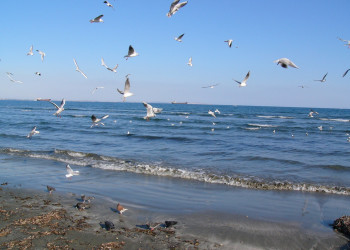 Ларнака, Кипр, фото № 37950 – фотографии Кипра