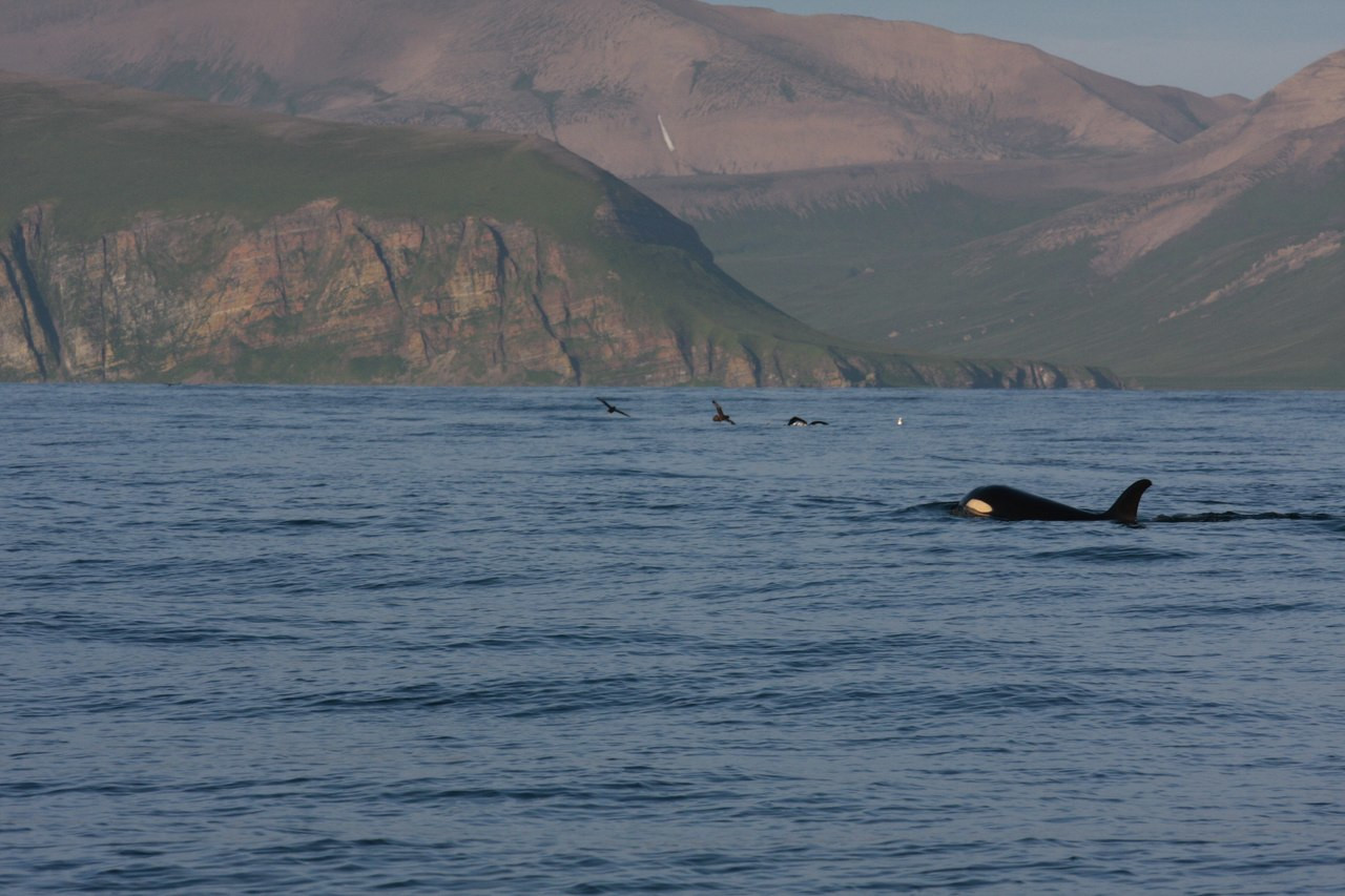 Командорские острова, Россия. Фото 29 – фотографии России