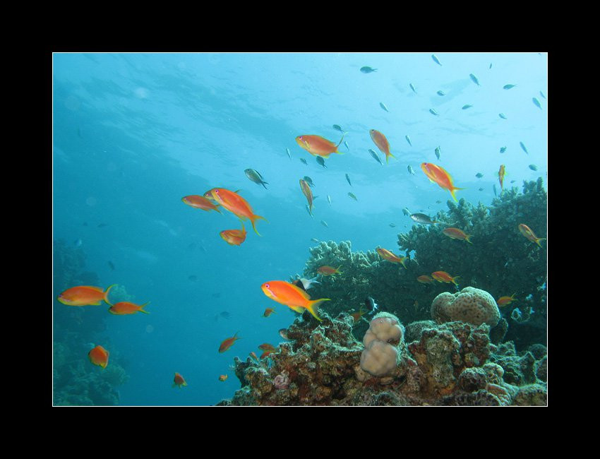 Шарм-эль-Шейх, Египет, фото № 35685 – фотографии Египта