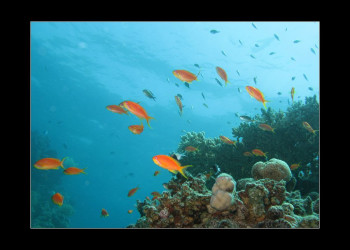 Шарм-эль-Шейх, Египет, фото № 35685 – фотографии Египта
