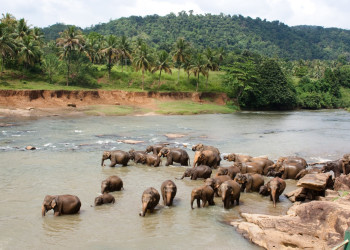 Шри-Ланка. Фото 3 – фотографии Шри-Ланки