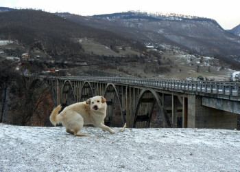 Тара Каньон – фотографии Черногории