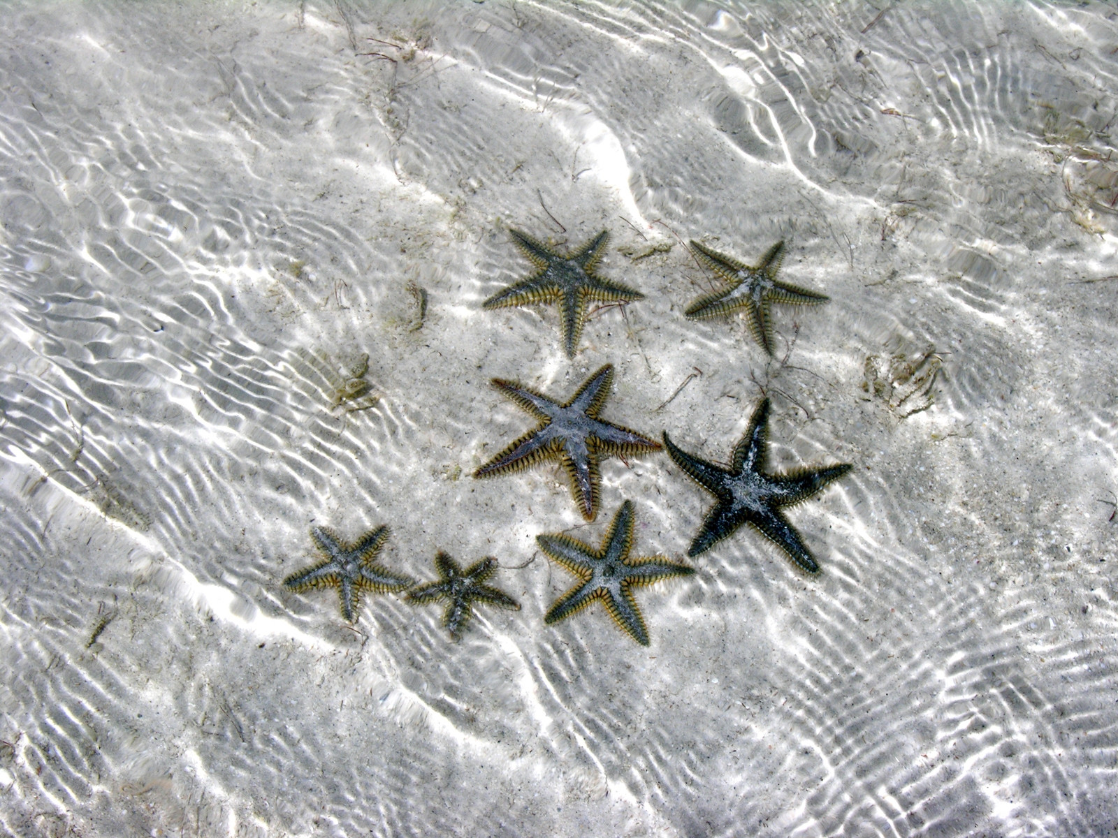Звёзды на острове Андрос, Багамские острова. Фото 4 – фотографии Багамских островов