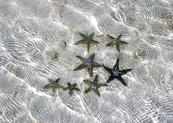 Звёзды на острове Андрос, Багамские острова. Фото 4 – фотографии Багамских островов