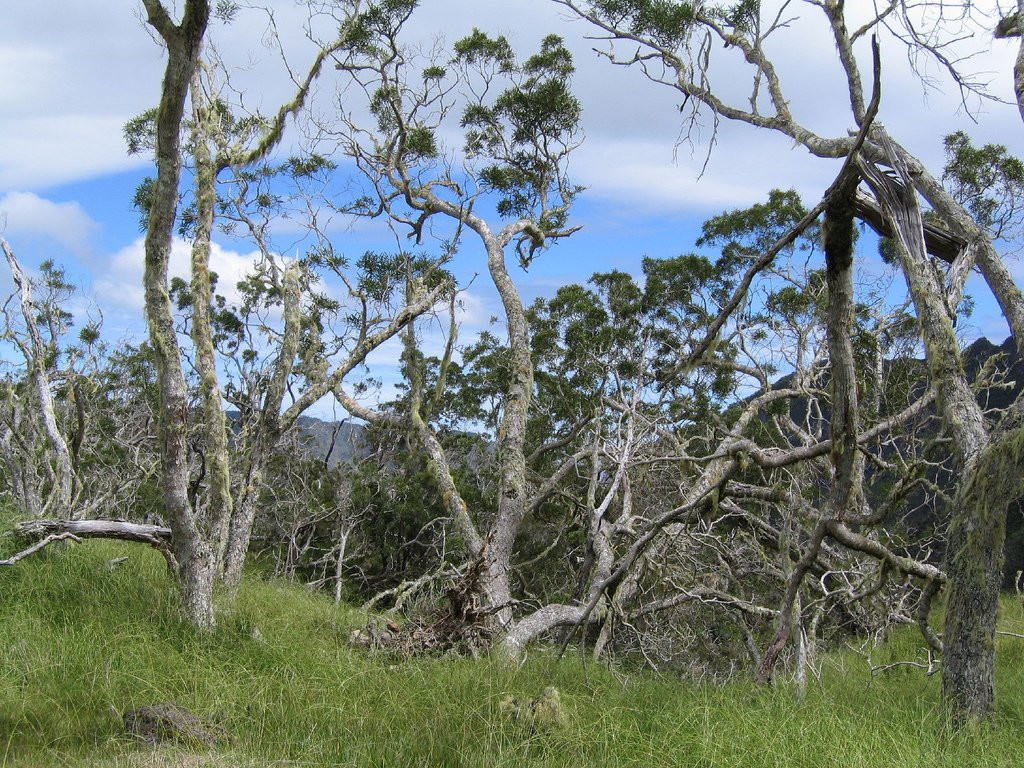 Салази, Реюньон, фото № 25806 – фотографии Реюньона