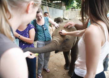 Слоновий питомник Пиннавела в 40 км от Канди. Фото 2 – фотографии Шри-Ланки