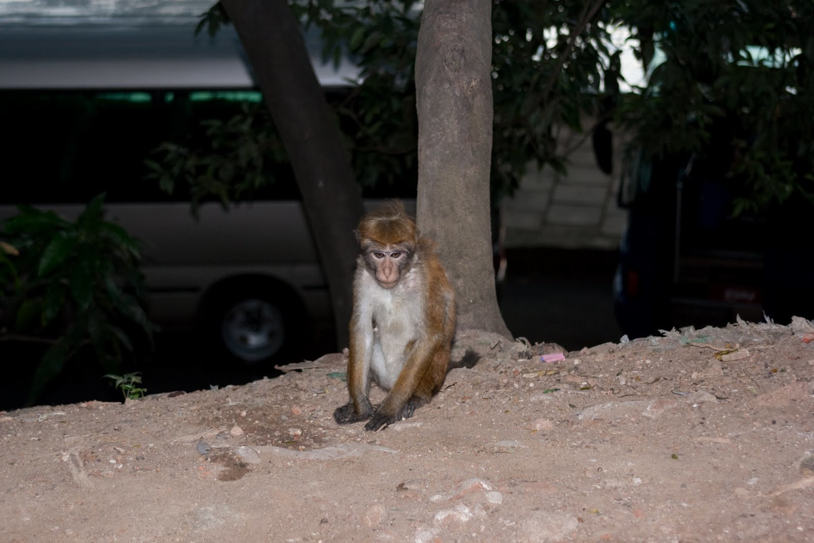 Шри-Ланка. Фото 2 – фотографии Шри-Ланки