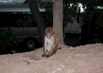 Шри-Ланка. Фото 2 – фотографии Шри-Ланки