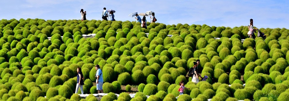 Парк Хитачи-Сисайд – фотографии Японии