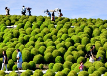 Парк Хитачи-Сисайд – фотографии Японии
