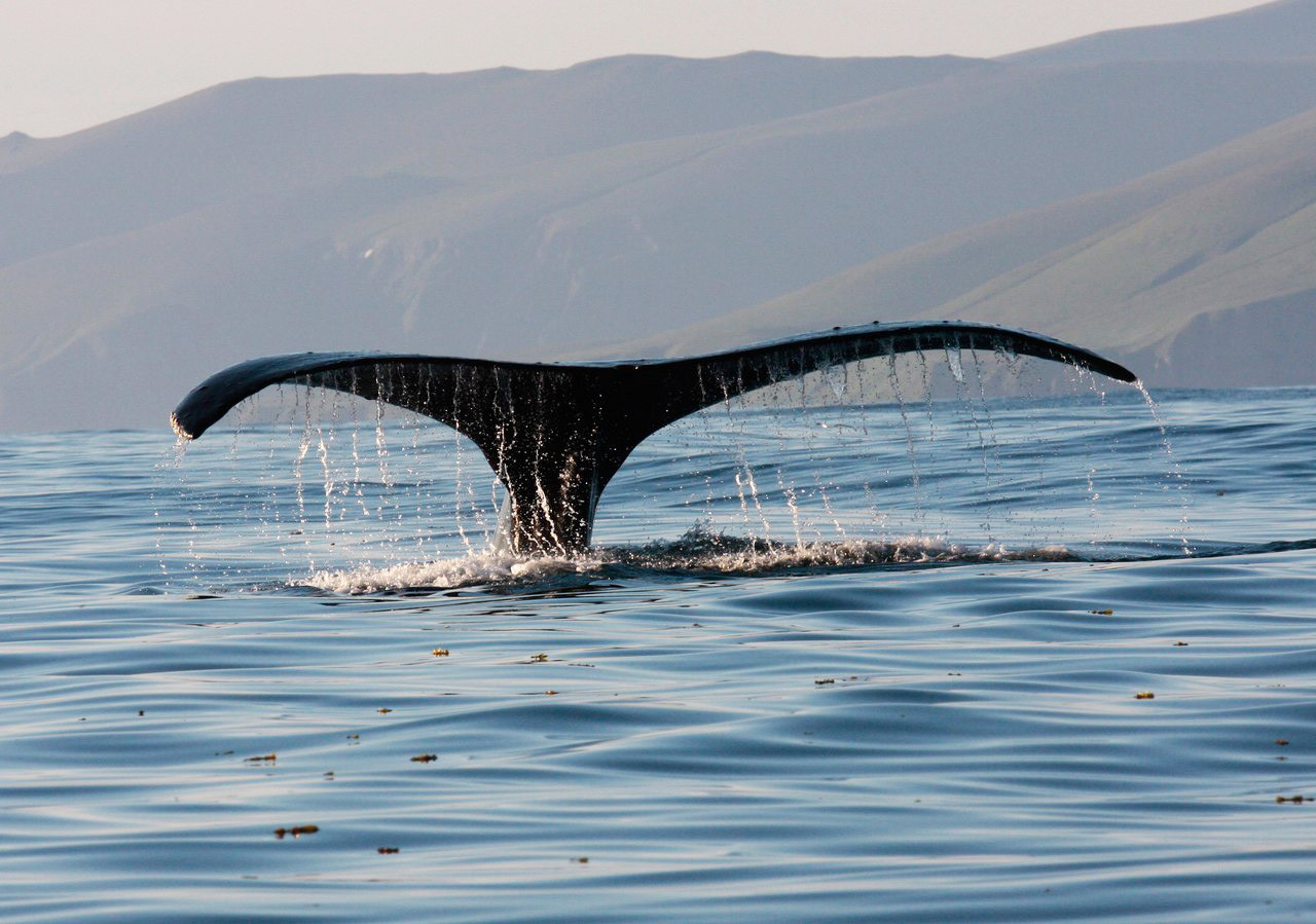 Дикая природа Командорских островов. Фото 1 – фотографии России