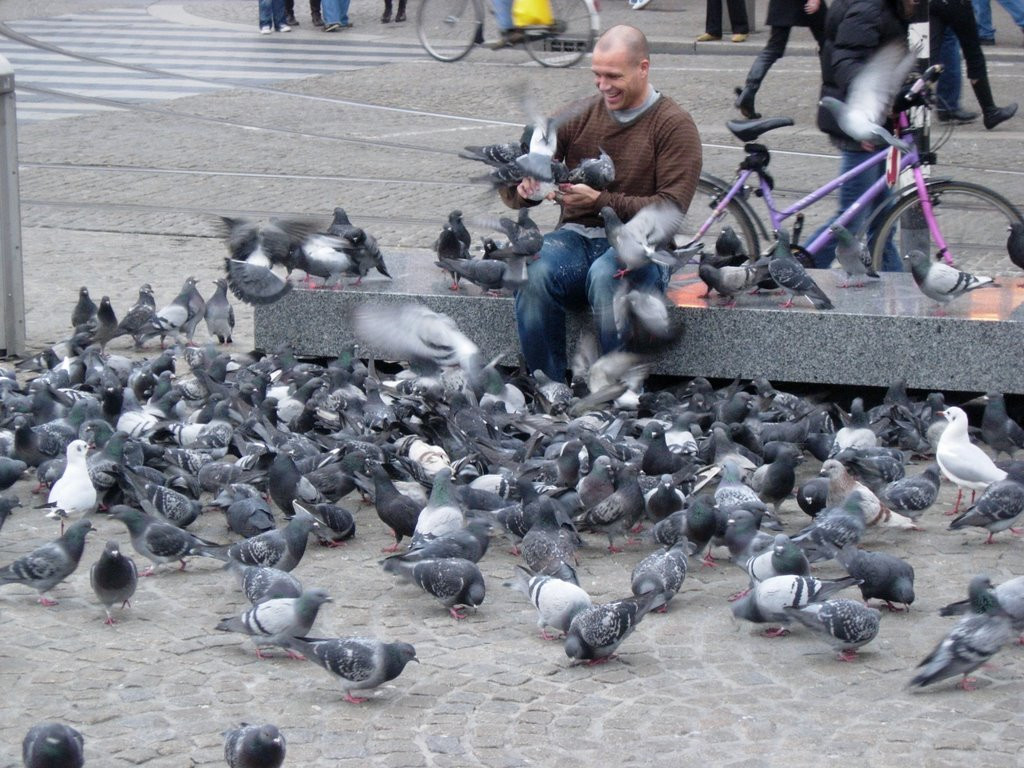 Стая голубей на улице Амстердама, Нидерланды – фотографии Нидерландов