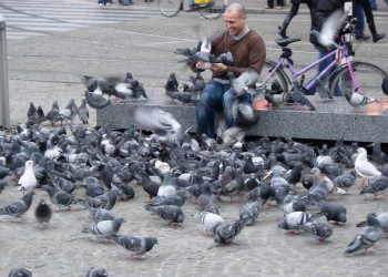 Стая голубей на улице Амстердама, Нидерланды – фотографии Нидерландов