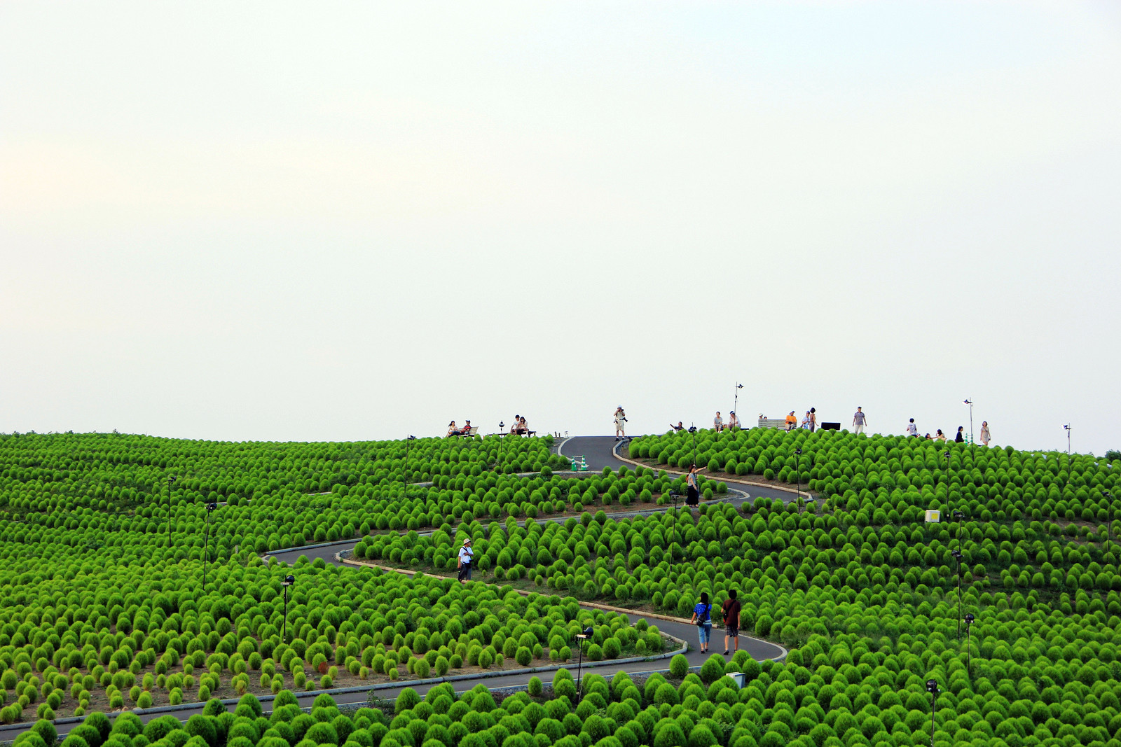 Зелёные Кохии в парке Хитачи-Сисайд в Японии – фотографии Японии
