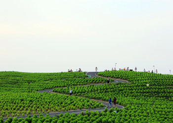 Зелёные Кохии в парке Хитачи-Сисайд в Японии – фотографии Японии