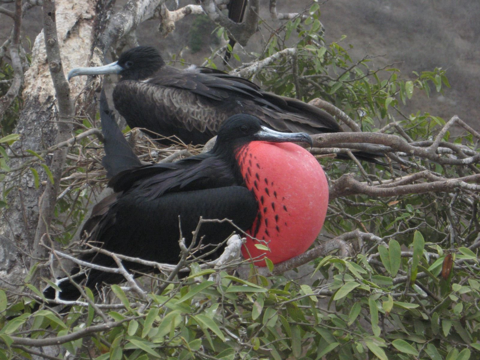 Пуэрто Лопес, Побережье регион, Эквадор, фото № 63521 – фотографии Эквадора