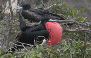 Пуэрто Лопес, Побережье регион, Эквадор, фото № 63521 – фотографии Эквадора