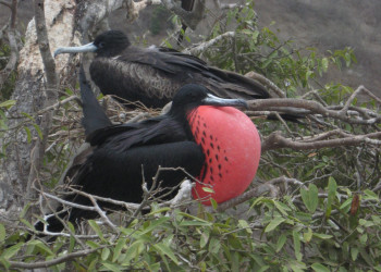Пуэрто Лопес, Побережье регион, Эквадор, фото № 63521 – фотографии Эквадора
