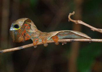 Личинка бабочки ленточницы подвида Phyllodes imperialis. Фото 3 – фотографии Австралии