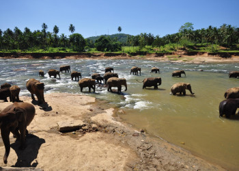 Слоновий питомник Пиннавела на острове Шри-Ланка. Фото 10 – фотографии Шри-Ланки