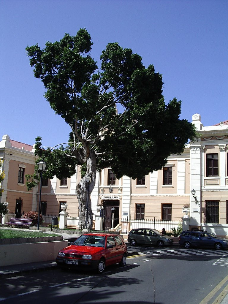 Ла-Оротава, Тенерифе остров, Канарские острова, фото № 33294 – фотографии Канарских островов