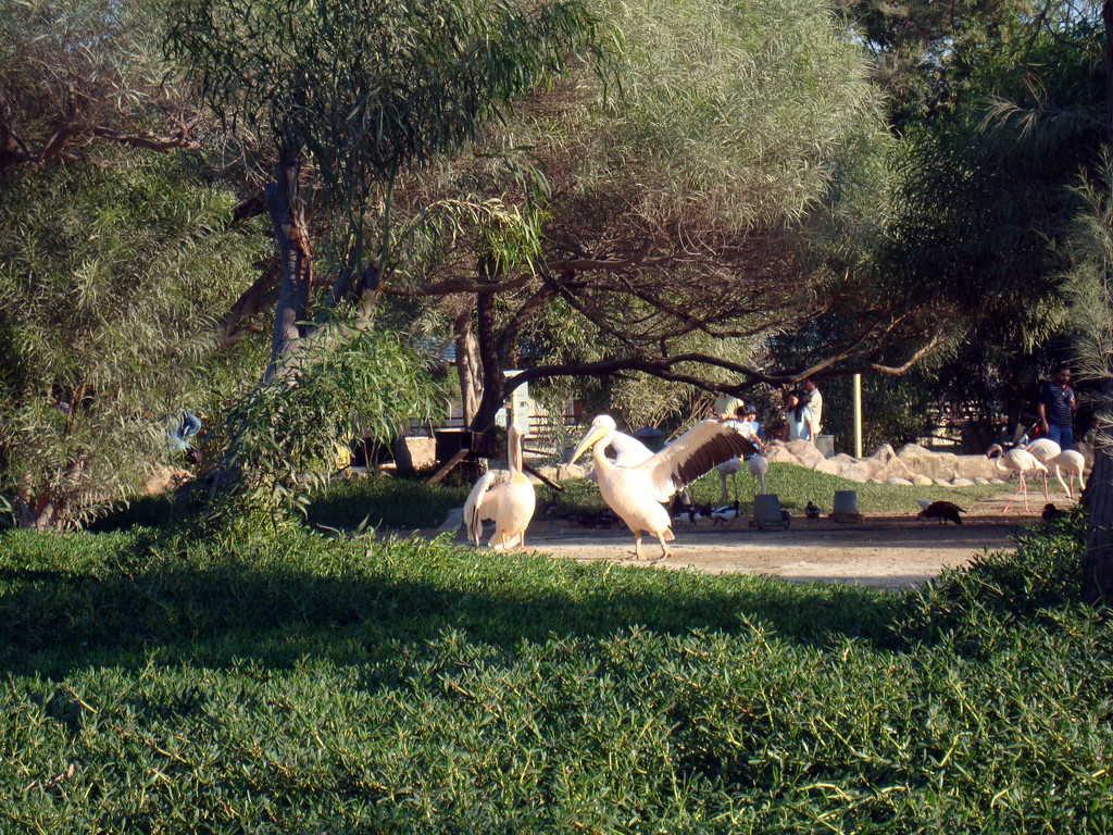 Парк дикой природы Аль-Арин в Бахрейне – фотографии Бахрейна