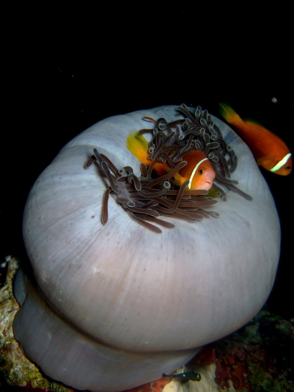 Подводный мир на Мальдивах. Фото 14 – фотографии Мальдивских островов