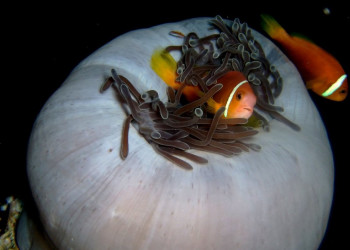 Подводный мир на Мальдивах. Фото 14 – фотографии Мальдивских островов