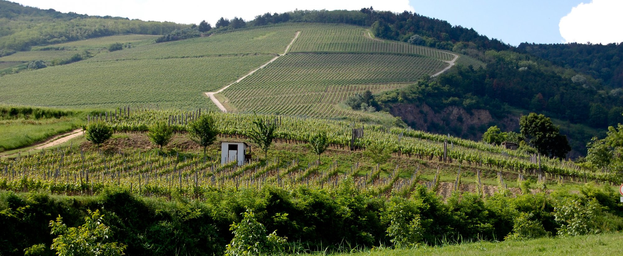 Токай, Венгрия, фото № 70740 – фотографии Венгрии