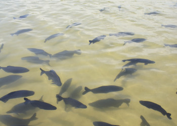 Рыба в реках Бониту – фотографии Бразилии