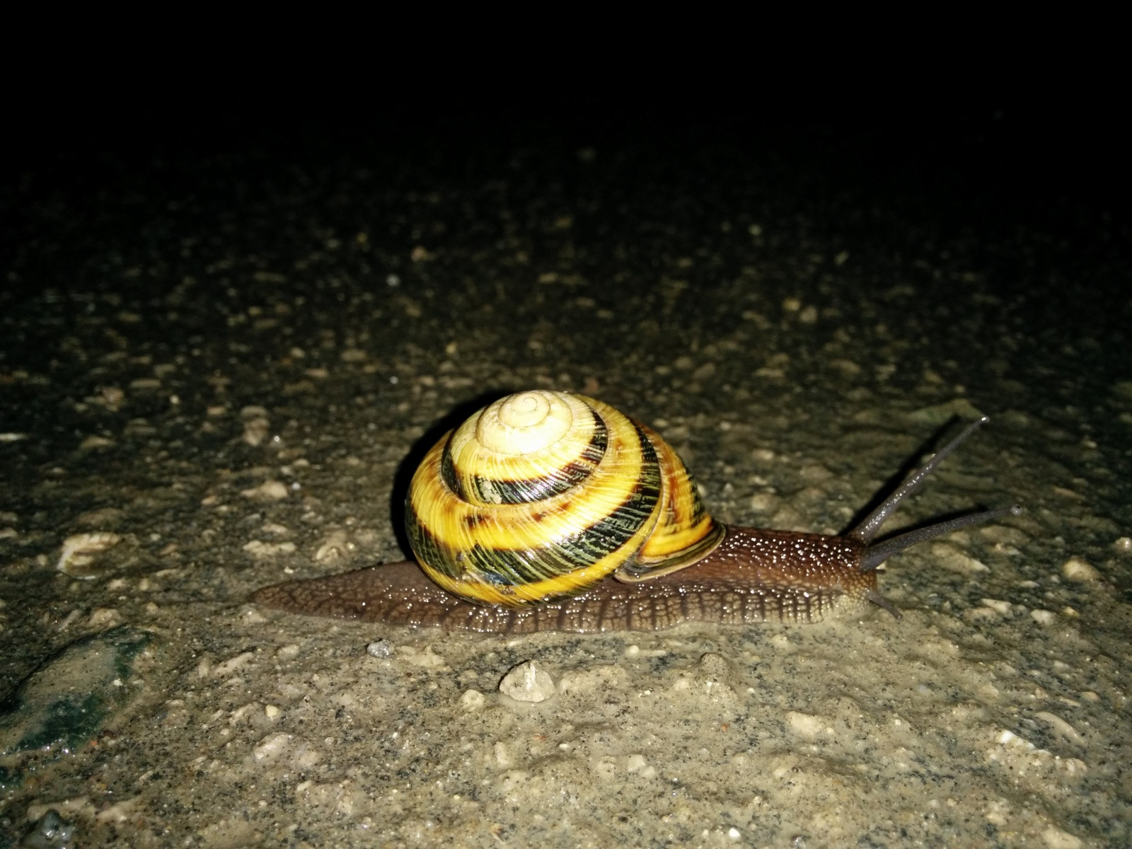 Улитка в посёлке Южный – фотографии России