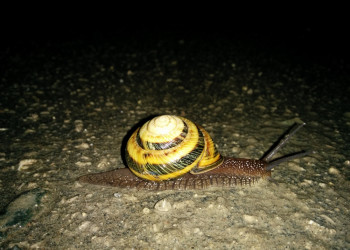 Улитка в посёлке Южный – фотографии России