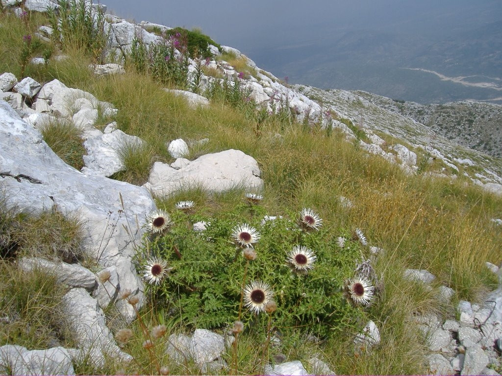 Цветы в Биоково, Хорватия – фотографии Хорватии