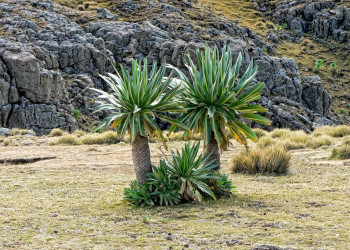 Эфиопское нагорье, Эфиопия. Фото 4 – фотографии Эфиопии