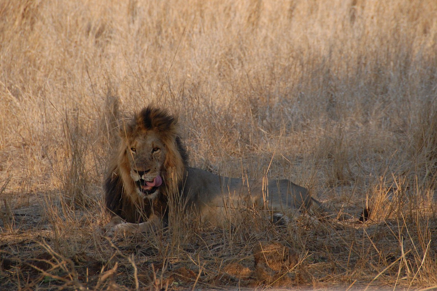 Kruger_lion – фотографии ЮАР