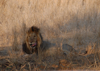 Kruger_lion – фотографии ЮАР