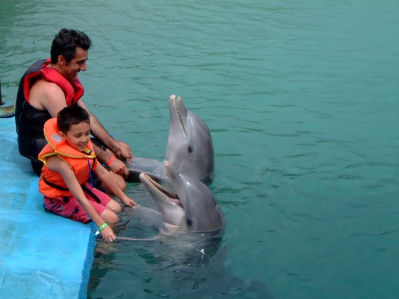 Люди и дельфины в Ольгин провинция, Куба – фотографии Кубы