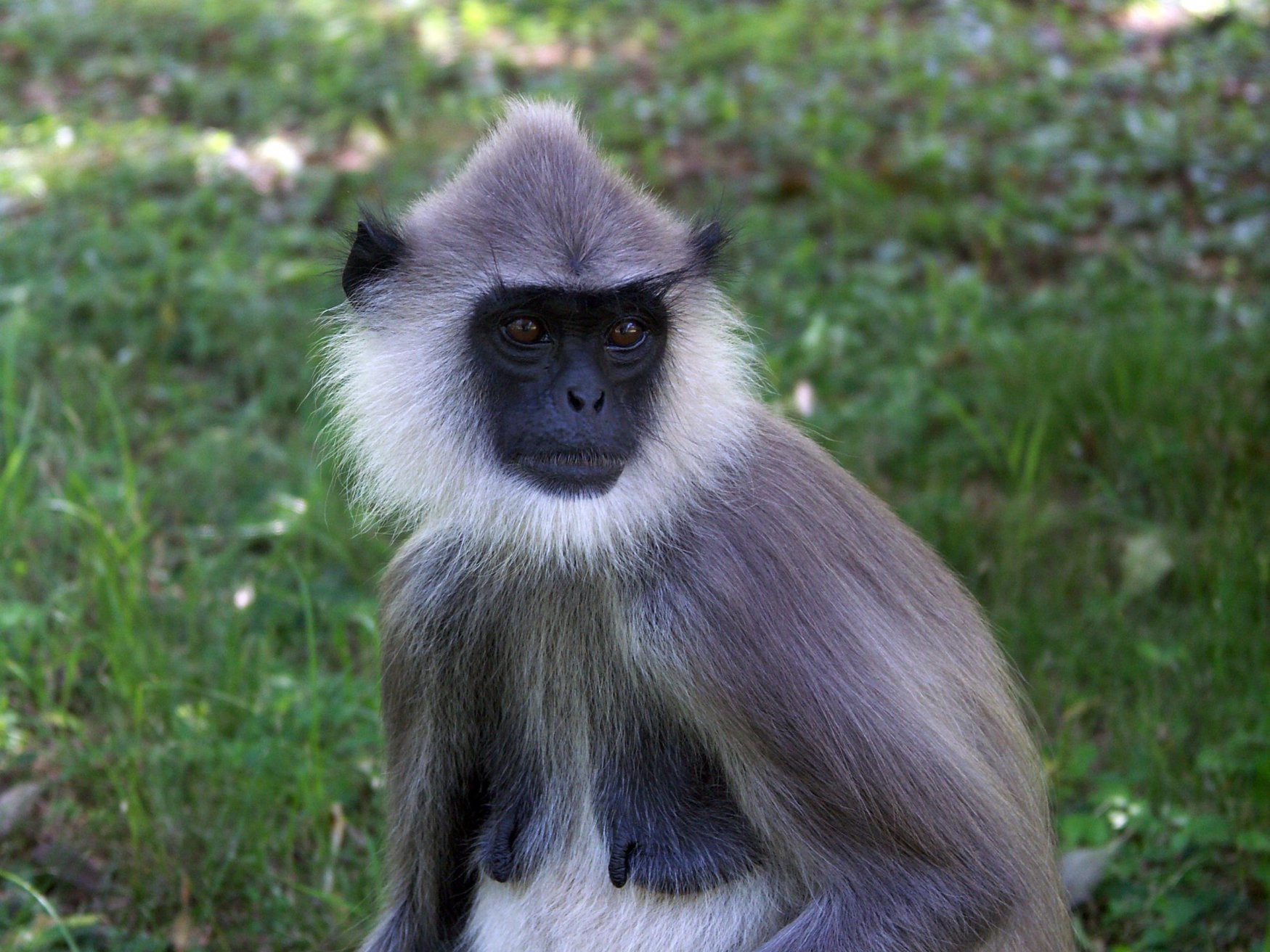 Полоннарува, Шри-Ланка, фото № 52176 – фотографии Шри-Ланки