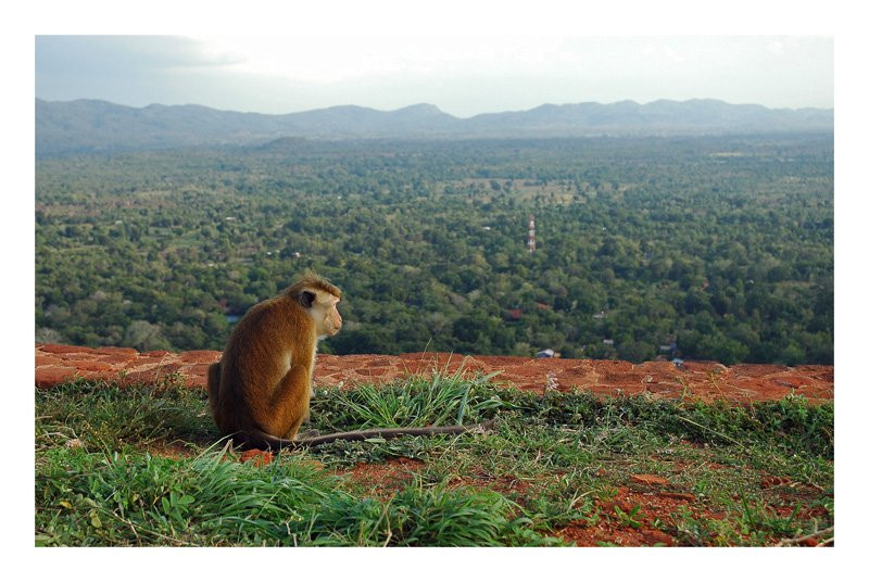 Сигирия, Шри-Ланка, фото № 52342 – фотографии Шри-Ланки