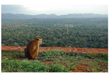 Сигирия, Шри-Ланка, фото № 52342 – фотографии Шри-Ланки