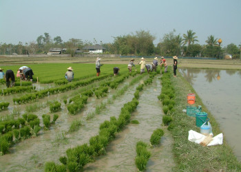 Плантация в Чианг-Рай, Тайланд. Фото 3 – фотографии Таиланда