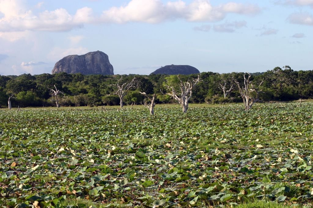 Яла Национальный Парк, Шри-Ланка, фото № 52593 – фотографии Шри-Ланки