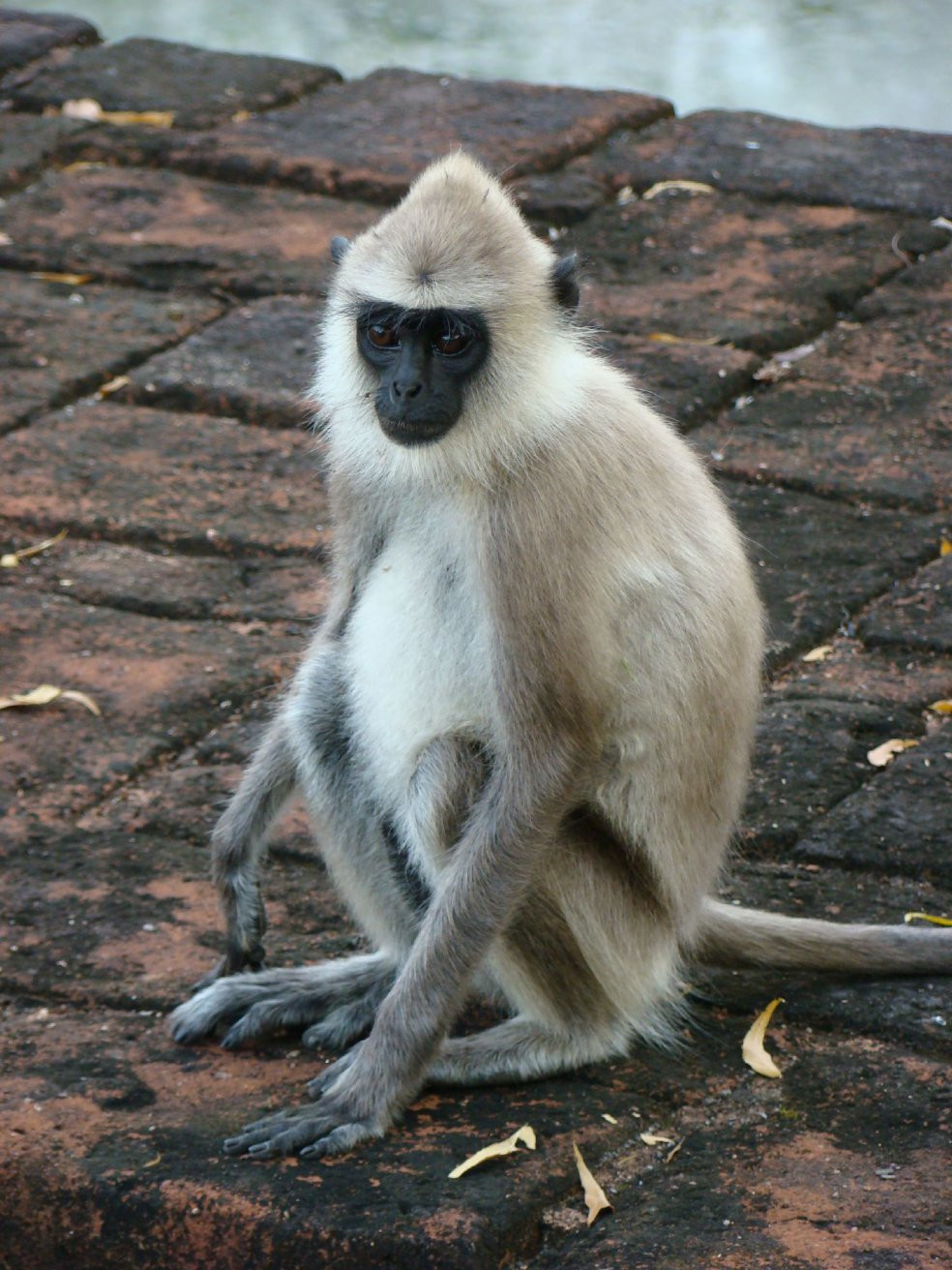 Полоннарува, Шри-Ланка, фото № 52163 – фотографии Шри-Ланки