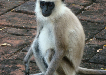 Полоннарува, Шри-Ланка, фото № 52163 – фотографии Шри-Ланки