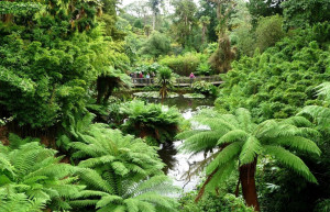 Затерянные сады Хелигана поделён на тематические сектора:в "Джунглях" растут субтропические растения – фотографии Великобритании