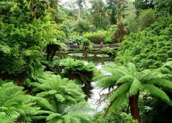 Затерянные сады Хелигана поделён на тематические сектора:в "Джунглях" растут субтропические растения – фотографии Великобритании